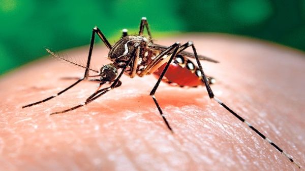 Para contrarrestar las cifras de afectados el Ministerio de Salud de Paraguay insiste en la eliminación de criaderos de mosquitos
