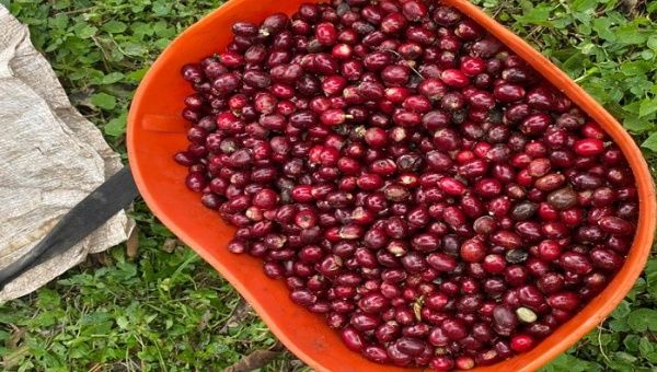 El país suramericano quiere volver a posicionarse en el mercado mundial del café, con más de 220.000 hectáreas cultivadas y 420 marcas en todo el territorio.