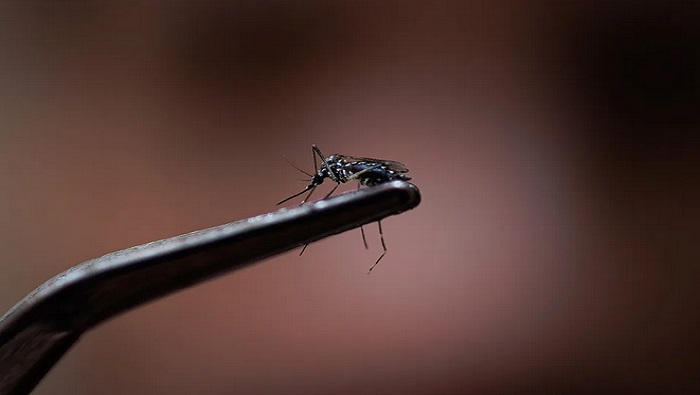 Nueve de los 27 estados del país se encuentran en estado de emergencia por la afección transmitida por el mosquito Aedes aegypti.