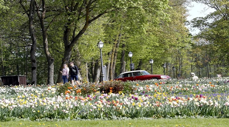 En esta primavera florecerán más de 250 tipos tulipanes, narcisos, jacintos y otras flores primaverales. 