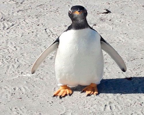 Naturaleza asombrosa: Lobos marinos se aparean con pingüinos | Noticias |  teleSUR