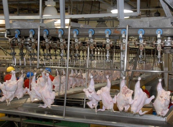 Carne de pollo en Reino Unido está contaminada | Noticias | teleSUR