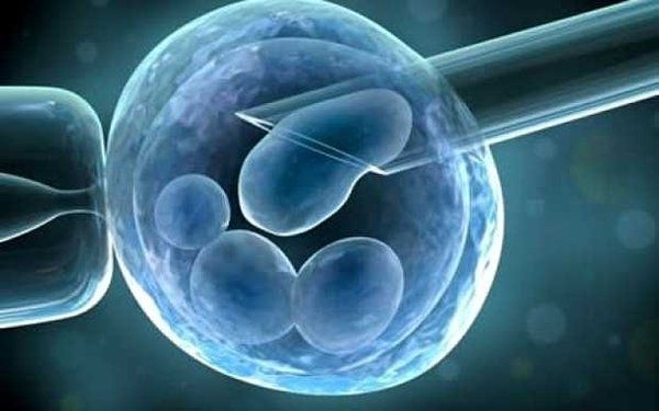 Cultivo de embriones en solución nutritiva. Foto Archivo