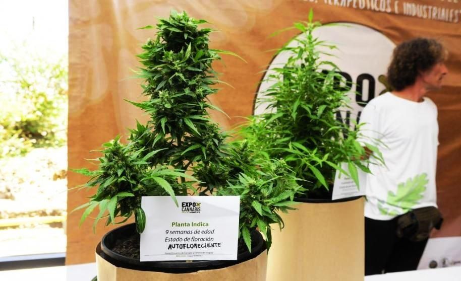 La cuarta edición del expocannabis se realizará entre el 8 y 10 de diciembre en la ciudad de Montevideo.